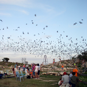 Frio Bat Flight