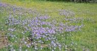 Bluebonnets