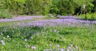 Bluebonnets