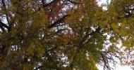 Fall Foliage
