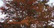 Fall Foliage