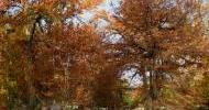 Fall Foliage