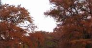 Fall Foliage